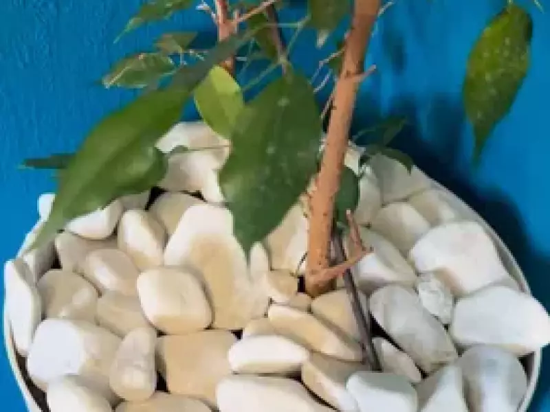 Чижова А.